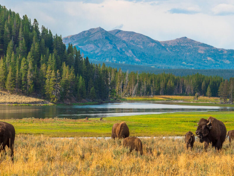 Visit Belgrade blog images Montana Family Vacation to Yellowstone and Big Sky Country Header