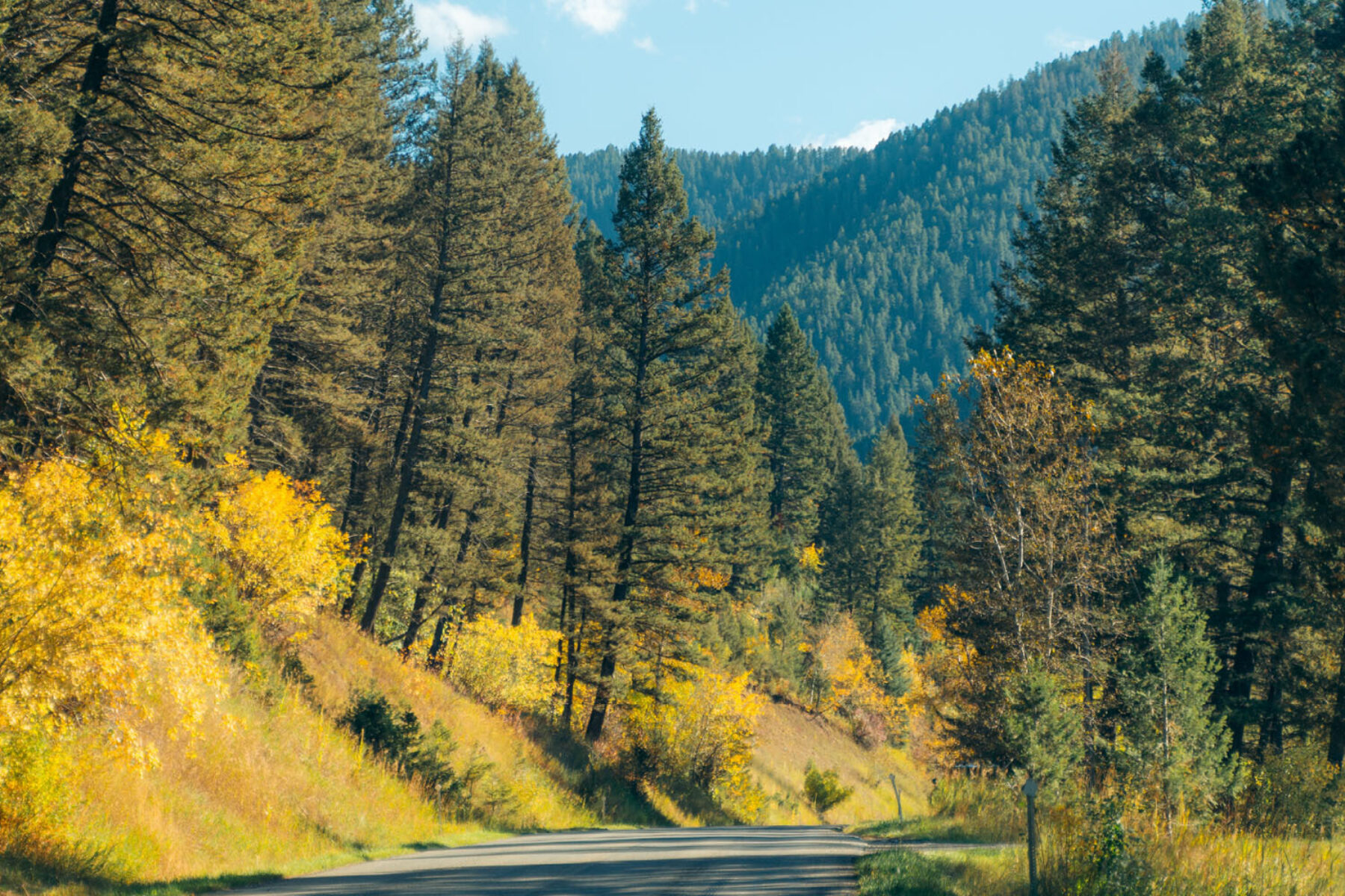 A backroad in Montana, lined with trees and fall colors
