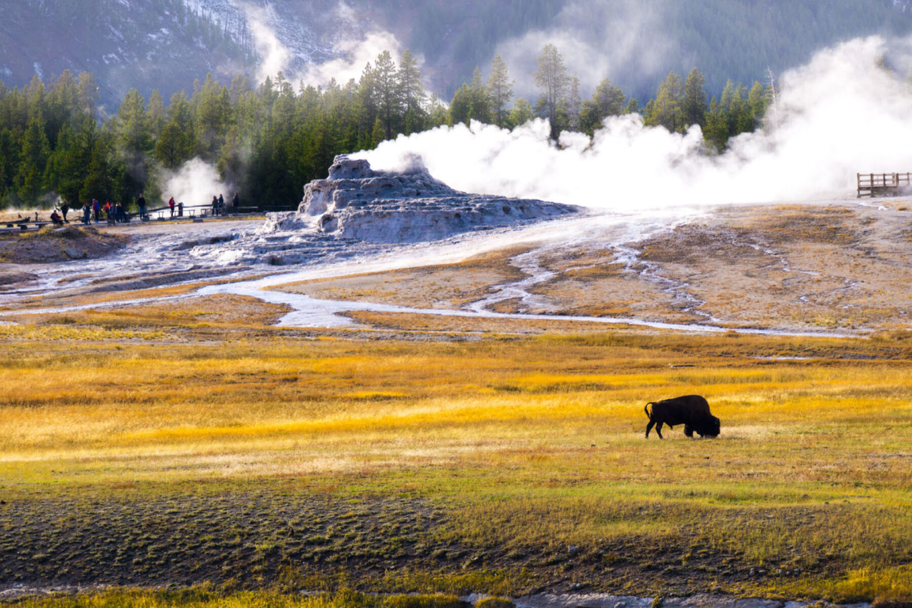 A bison grazes near hot springs and geysers at Yellowstone National Park