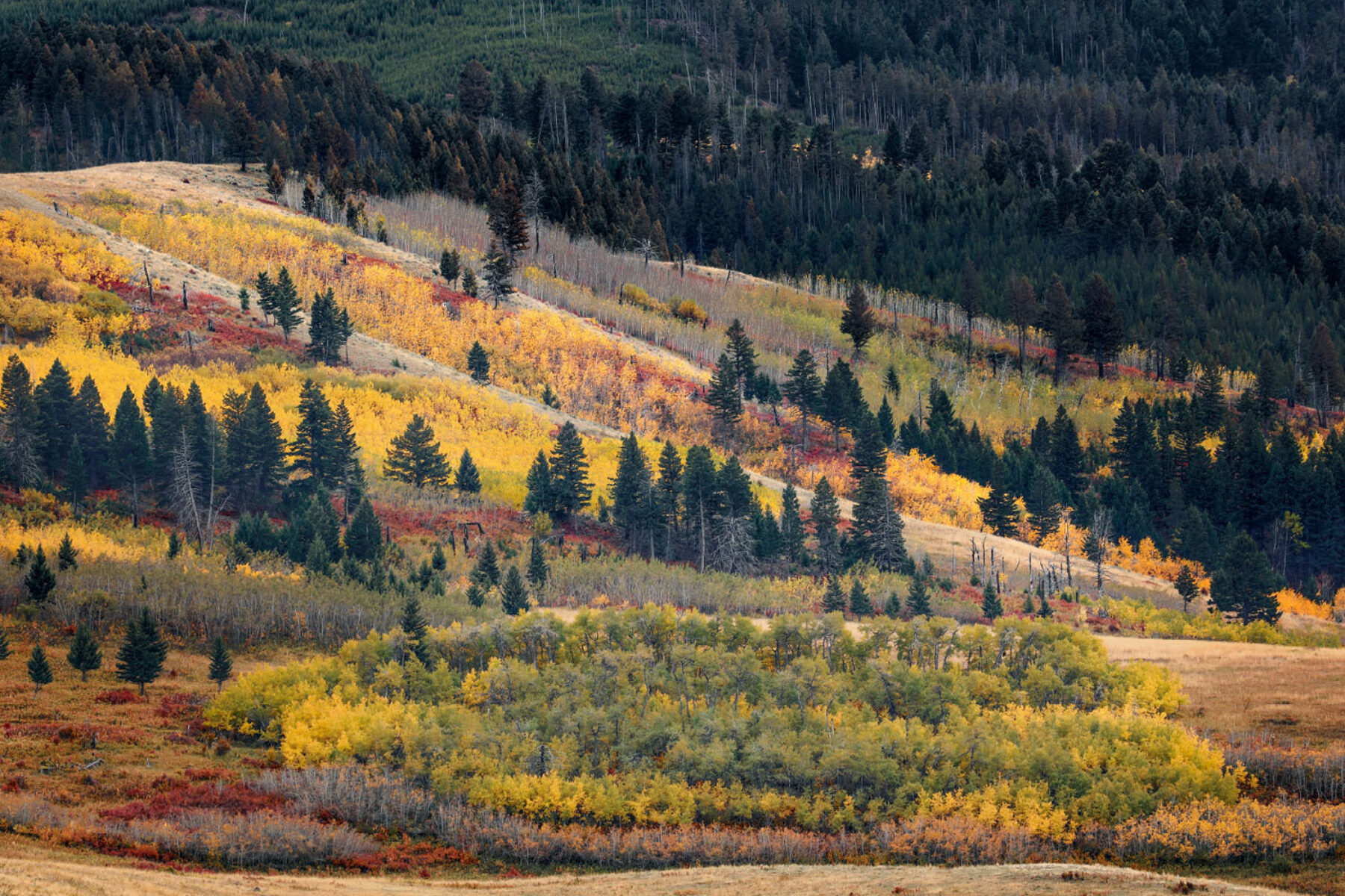 A hillside dotted with fall colors of green, red, and yellow