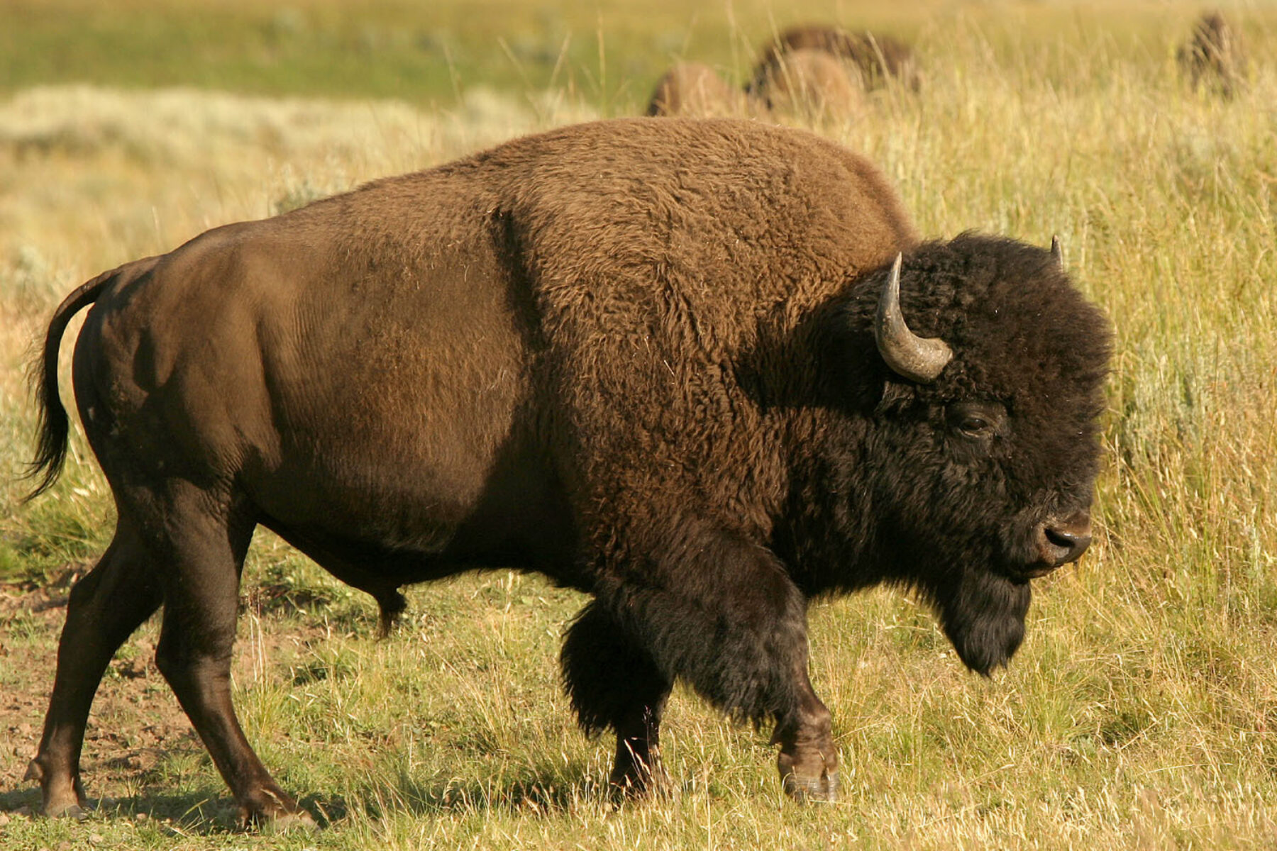 A bison roams a grassy landscape in Yellowstone