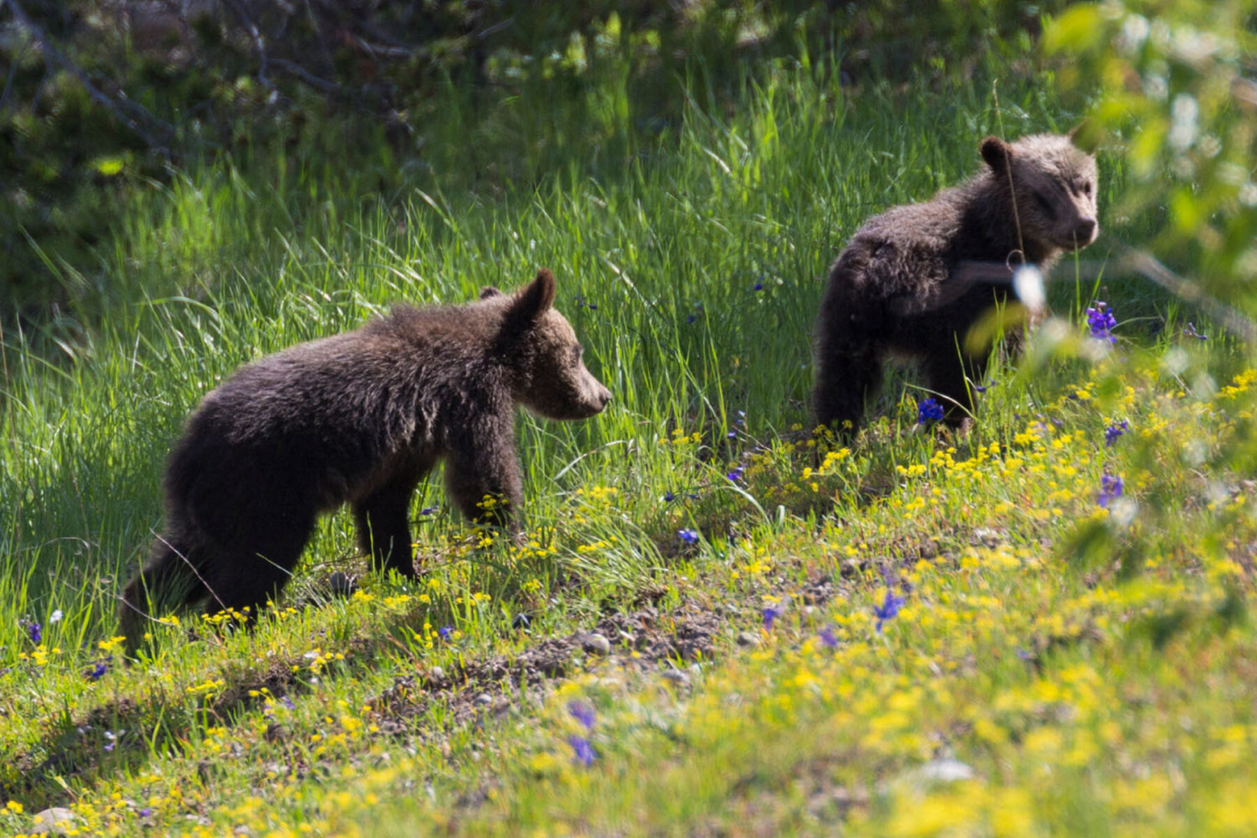 Two bear cubs walk through a meadow in Yellowstone