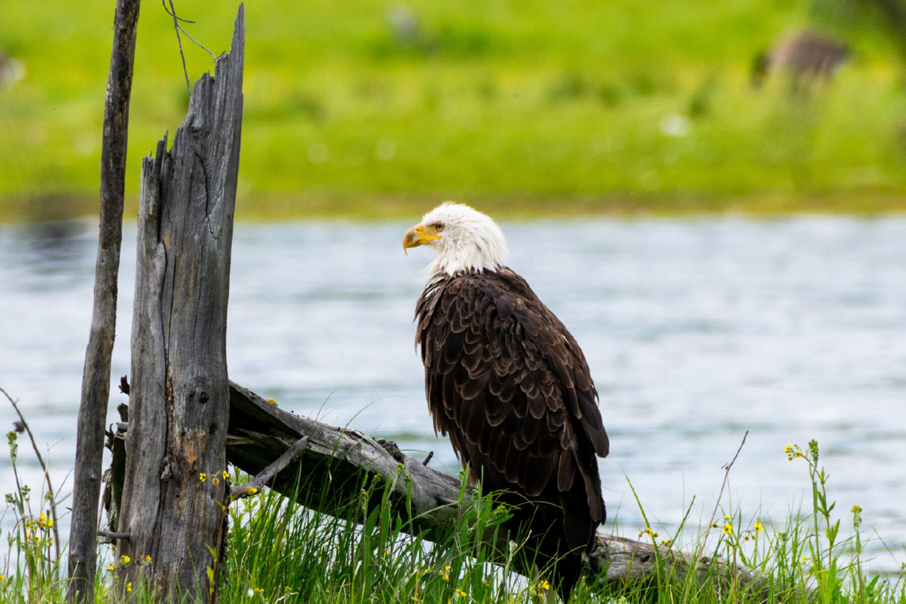 A bald eagle sits on a log next to a river