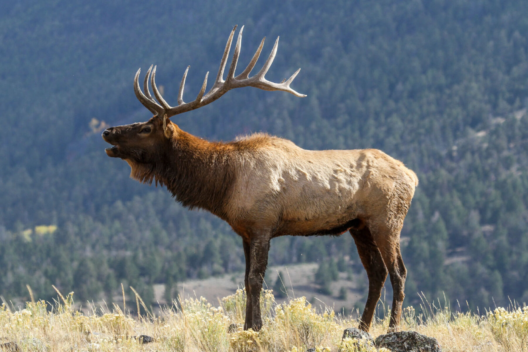 An elk bugles from a hilltop