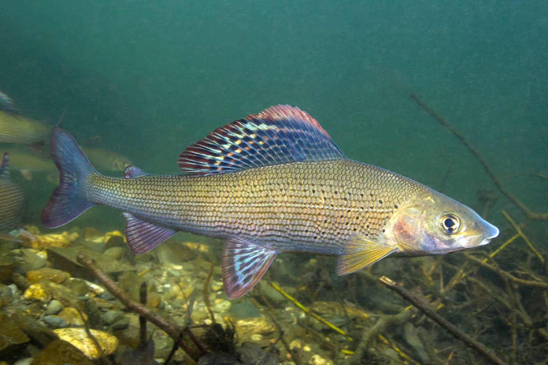 A fish swimming in a river