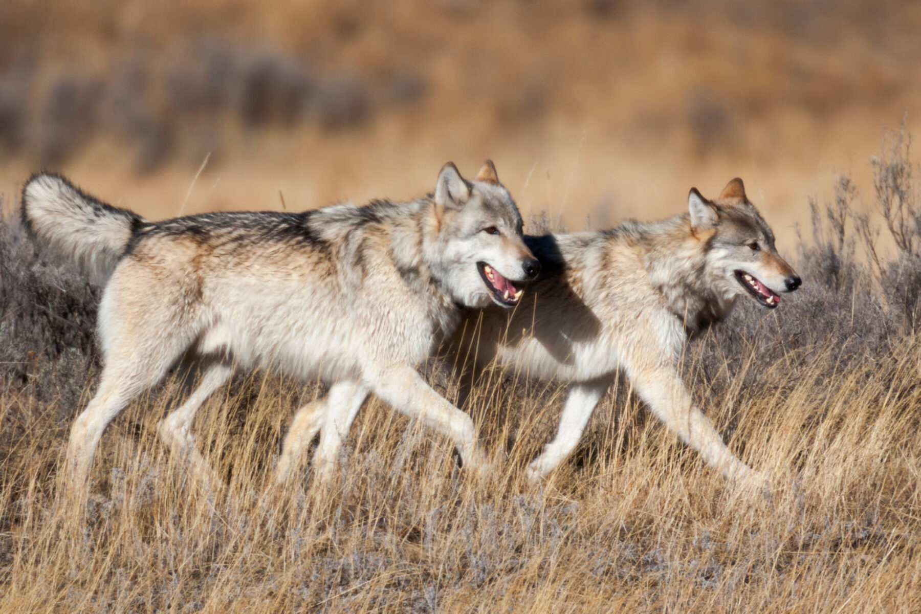 Two wolves walk through the Lamar Valley in Yellowstone