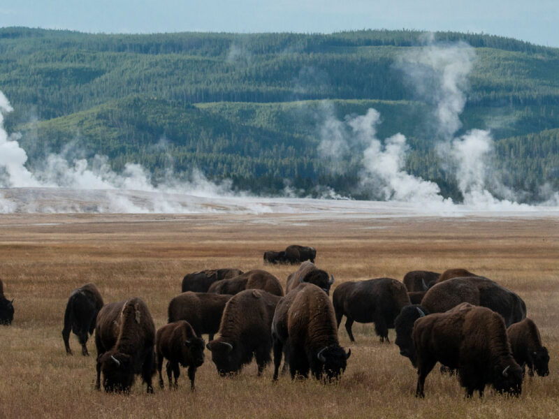 Visit Belgrade blog images Animals in Yellowstone Wildlife to Look For Header