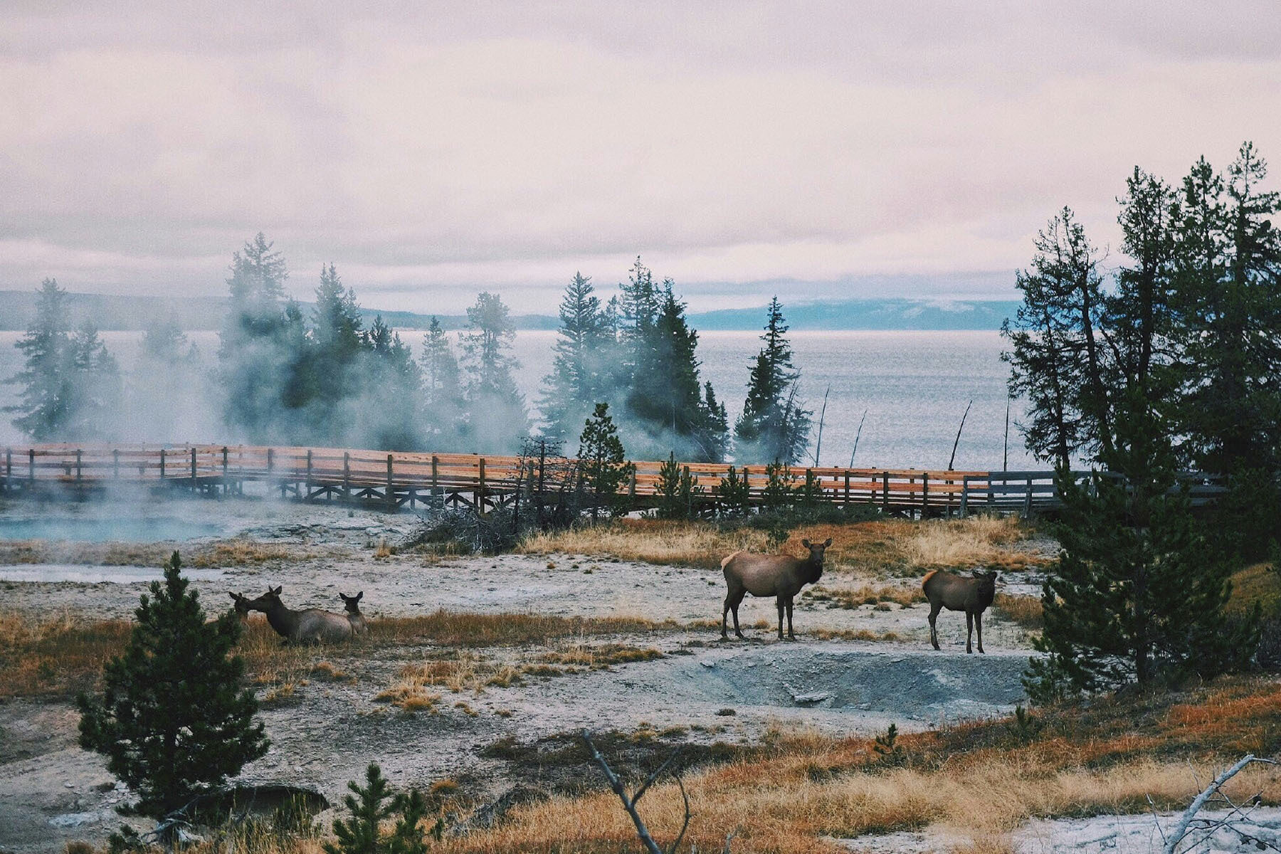 Elk gather around hot springs and near boardwalks in Yellowstone