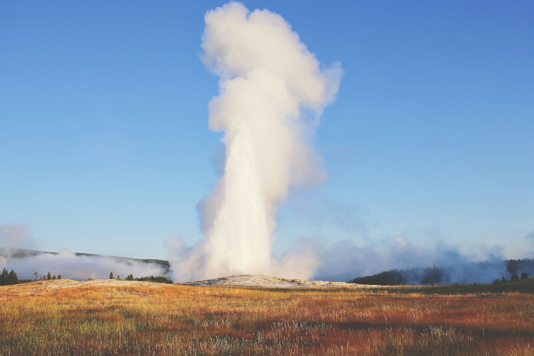 A geyser erupts in Yellowstone National Park
