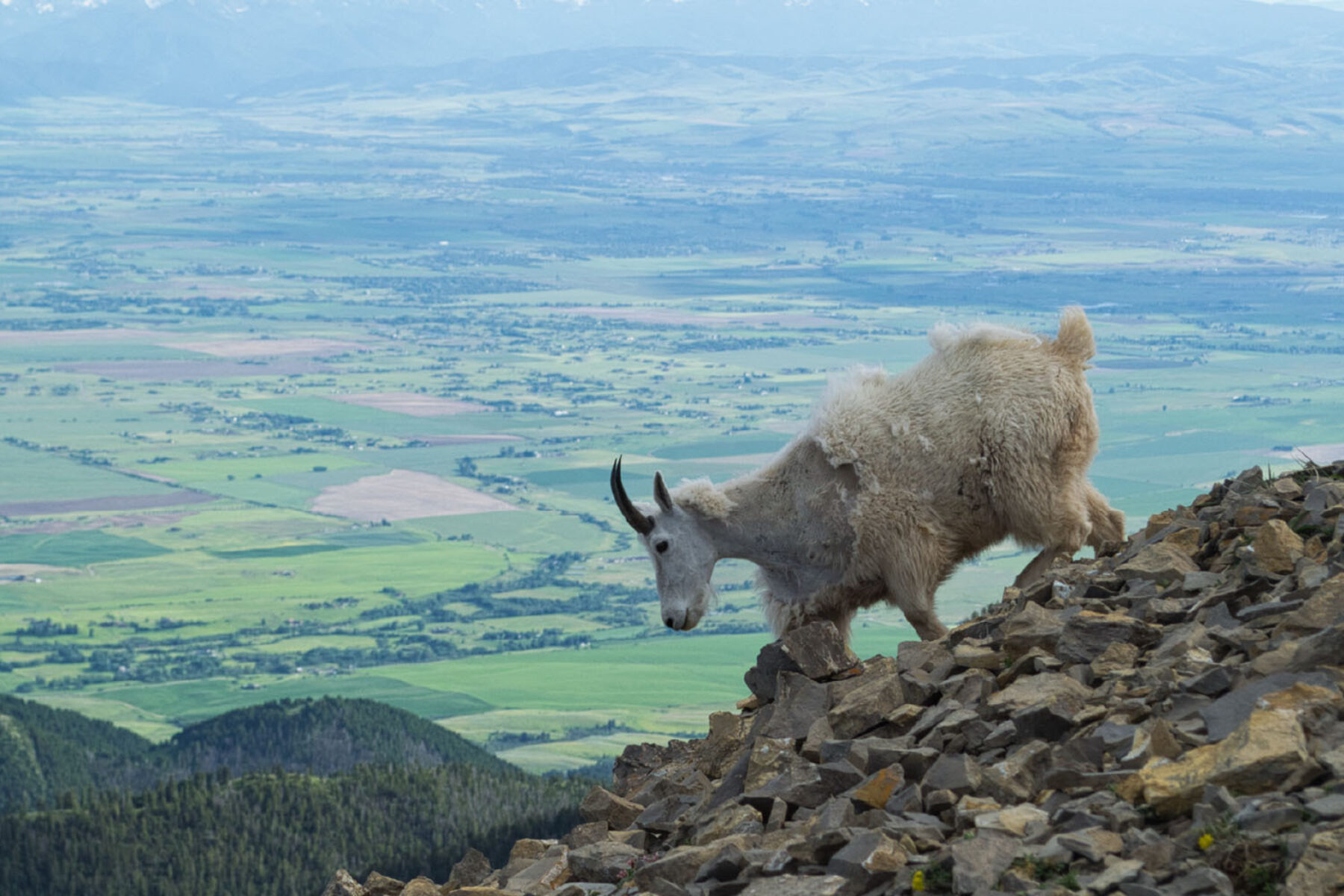 Mountain goat descends down a rocky slope with a view of the Gallatin Valley in the background