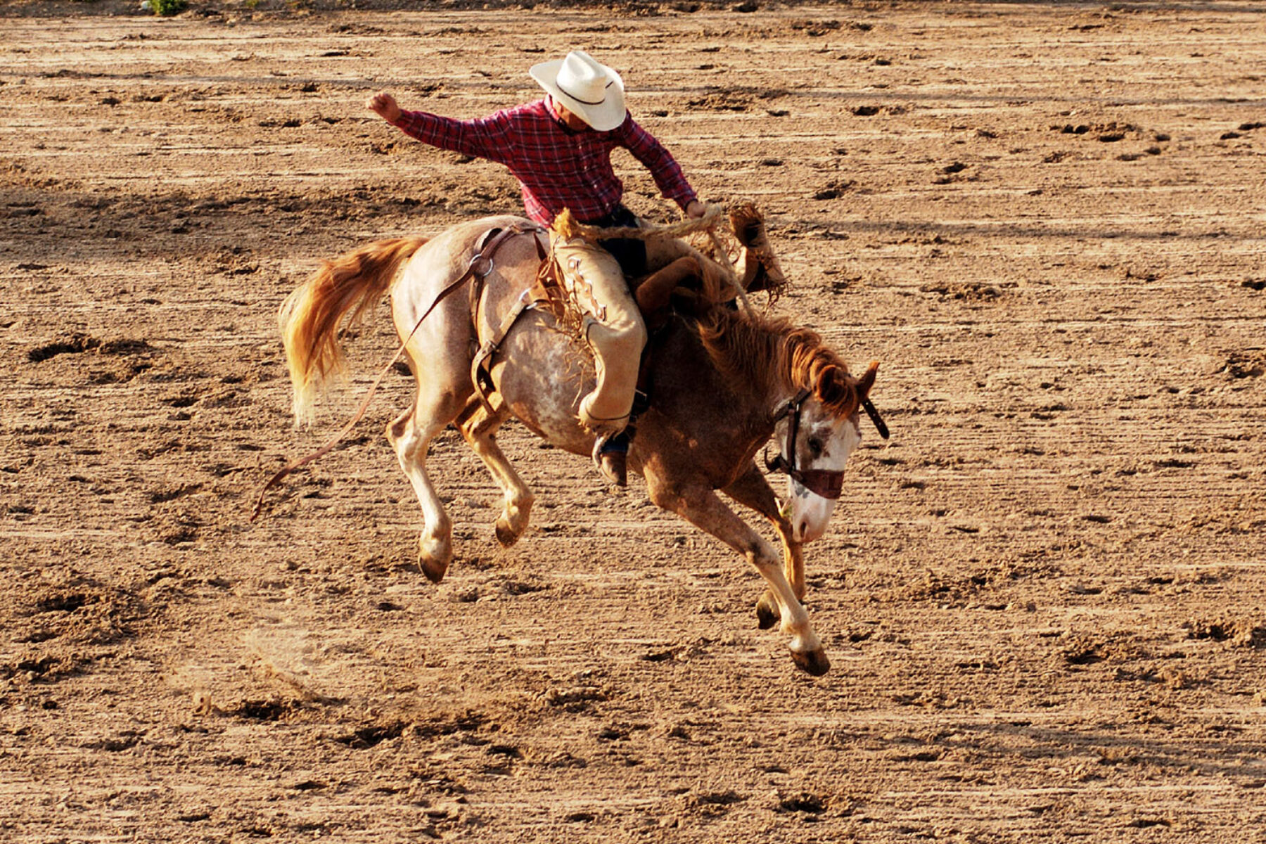 A cowboy riding a bucking bronco at a rodeo