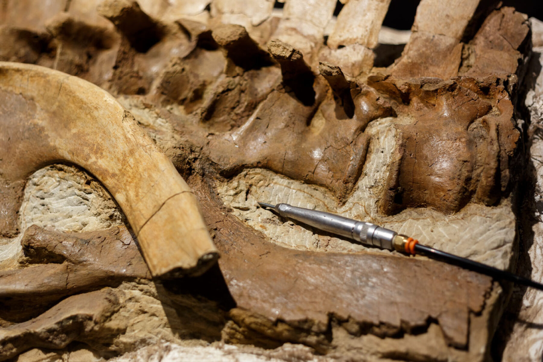 Dinosaur bones with an archeologist's tool