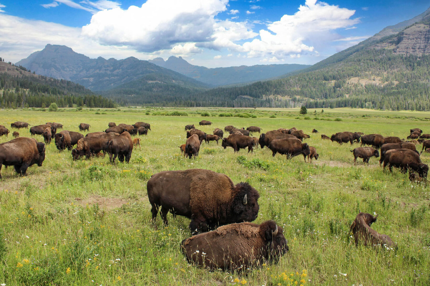 Bison grazing in a field in Yellowstone
